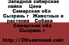 Западной сибирские лайки  › Цена ­ 3 000 - Самарская обл., Сызрань г. Животные и растения » Собаки   . Самарская обл.,Сызрань г.